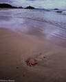 sea star, beach, schooner cove, pacific rim provincial park, british columbia, canada