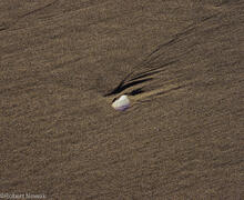shell, sand, British Columbia, Canada, Pacific Rim National Park, combers beach