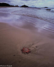 sea star, beach, pacific rim national park, british columbia, canada, schooner cove
