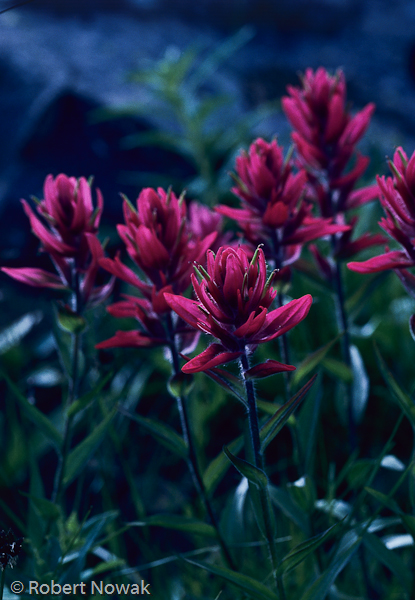 Flattops Wilderness, Colorado, Indian Paintbrush, Mosquito Lake, shore, photo