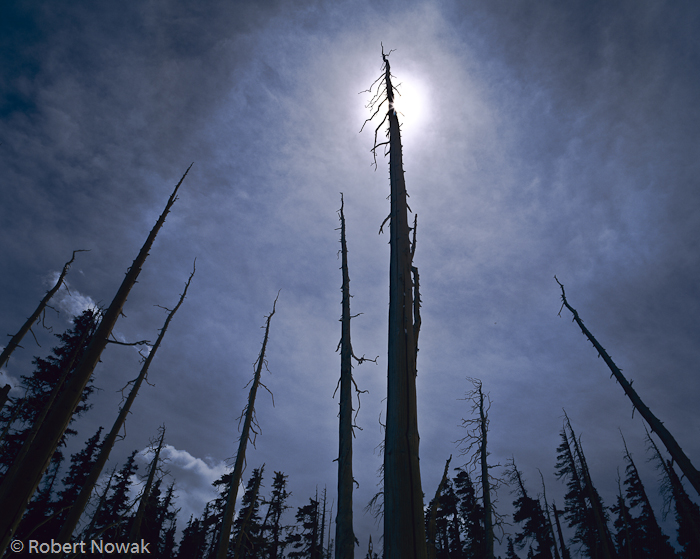 Rocky Mountain National Park, Colorado, trees, silhouetted, Trail Ridge Road, photo