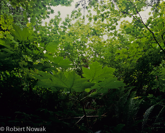 leaves, Washington, Lake 22, research natural area, green, trail, canopy, photo