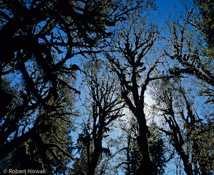 Hoh River, Olympic National Park, Washington, trees, silhouette, photo