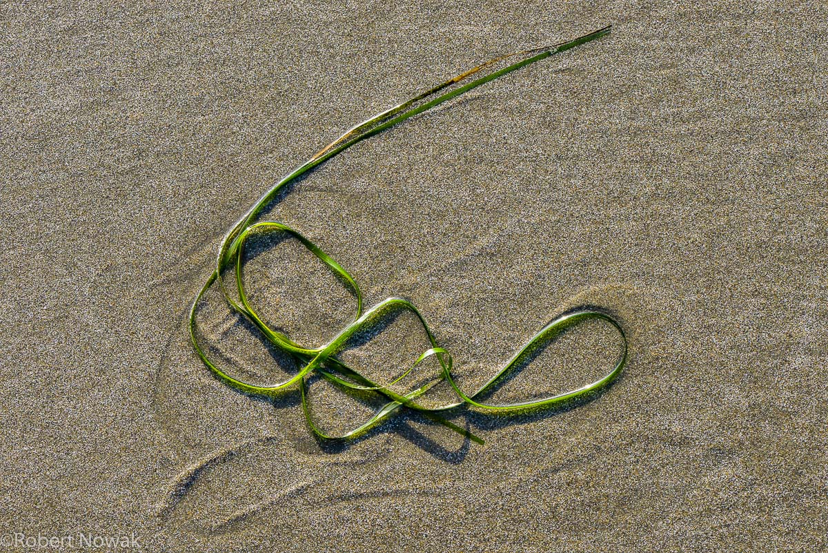 Strand of grass on beach near Schooner Cove.