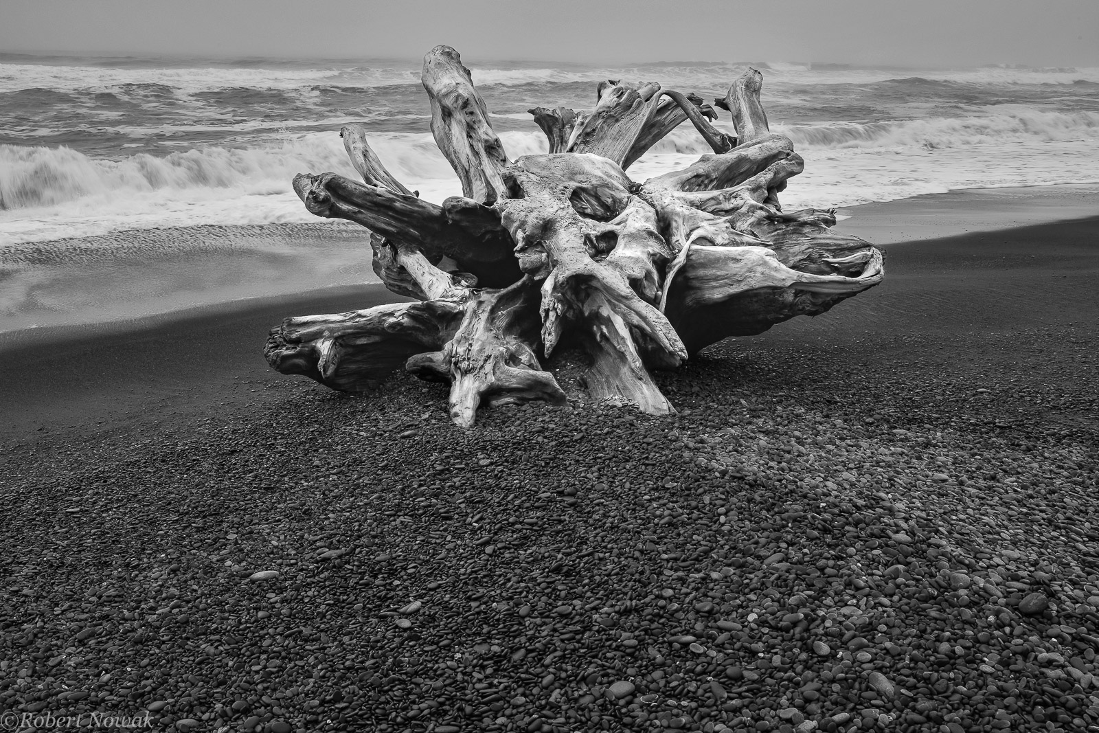 Driftwood tree stump sits on Ruby Beach